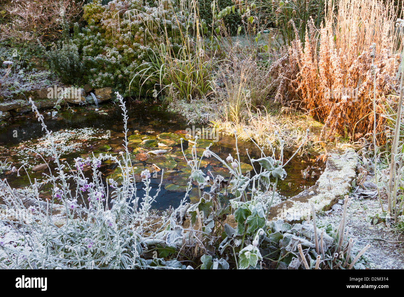 Gartenteich im Winter Stockfoto