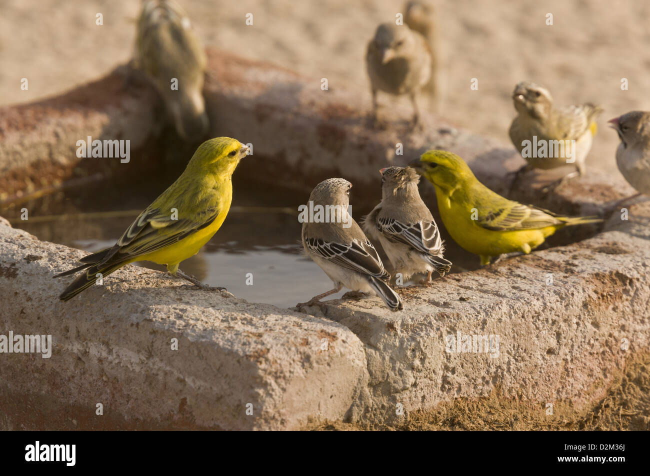 Gelbe Kanarienvögel und Scaly gefiederten Finken trinken am Wasserloch, Kalahari-Wüste, Südafrika Stockfoto