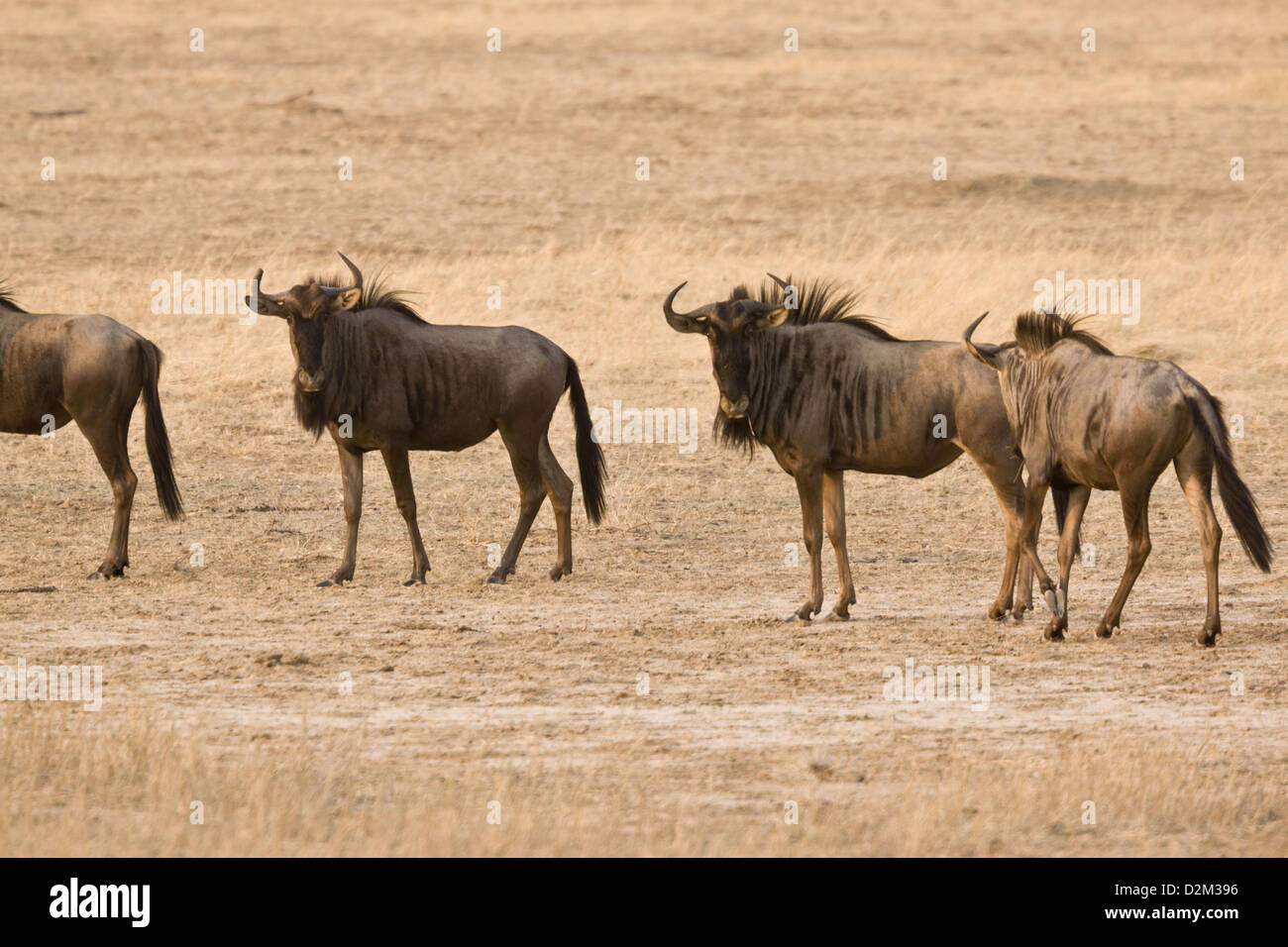 Gruppe von Gnus (Connochaetes Taurinus) in der Kalahari-Wüste, Südafrika Stockfoto