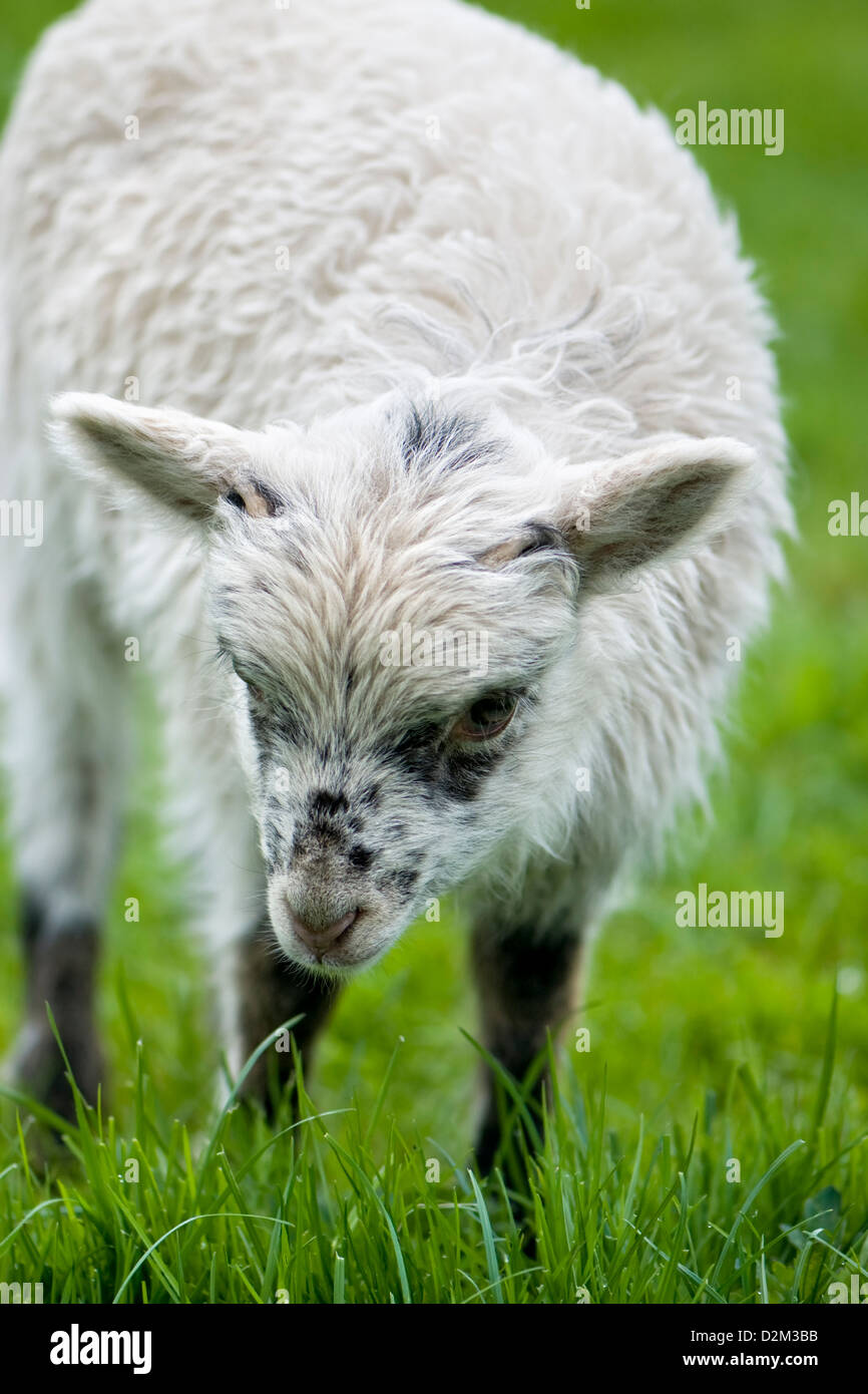 Nahaufnahme von North Ronaldsay Lamm im Feld Stockfoto