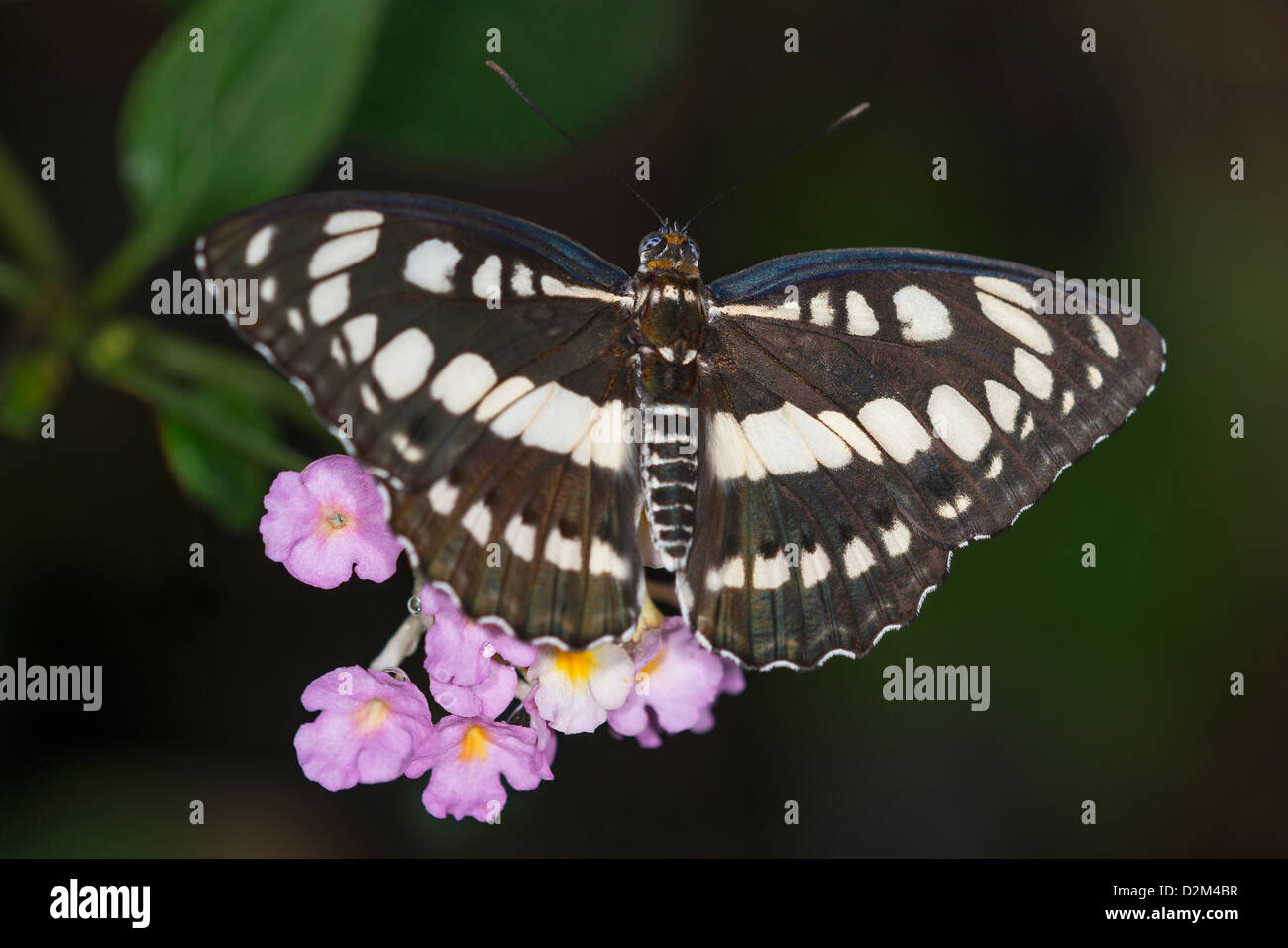 Einen Erwachsenen gemeinsame Sailor-butterfly Stockfoto