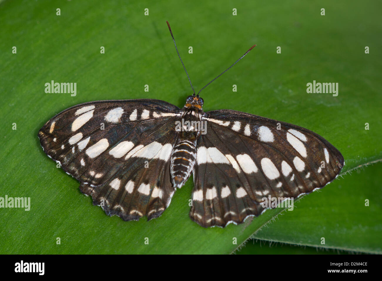 Einen Erwachsenen gemeinsame Sailor-butterfly Stockfoto