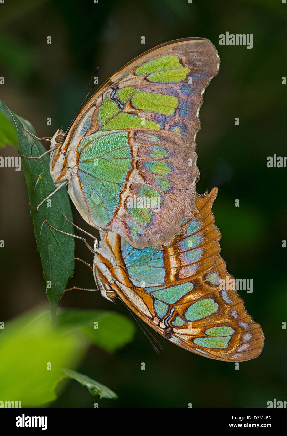 Paarung Malachit Schmetterlinge Stockfoto