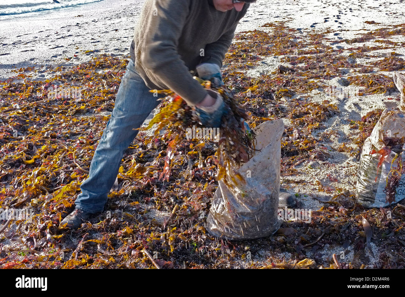 Ein Mann sammelt Algen vom Strand in Cornwall, Großbritannien Stockfoto