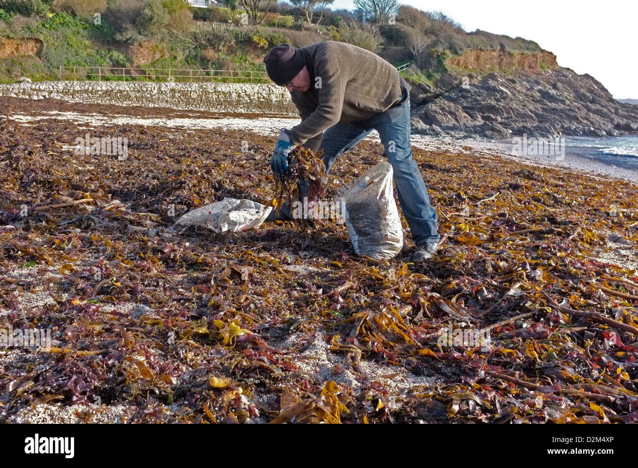 Ein Mann sammelt Algen vom Strand in Cornwall, Großbritannien Stockfoto