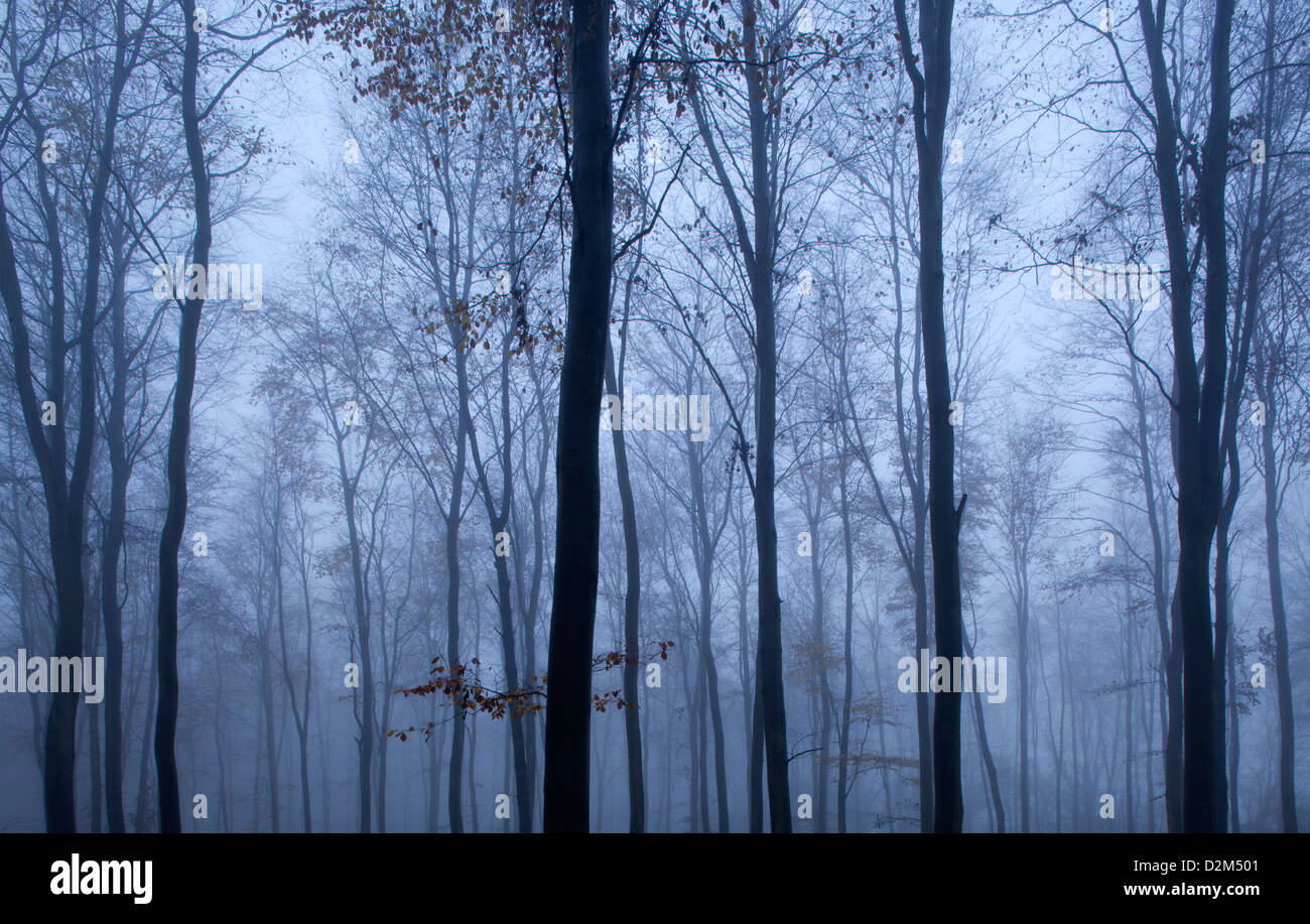 Bäume im wirbelnden Nebel an einem Wintertag Stockfoto