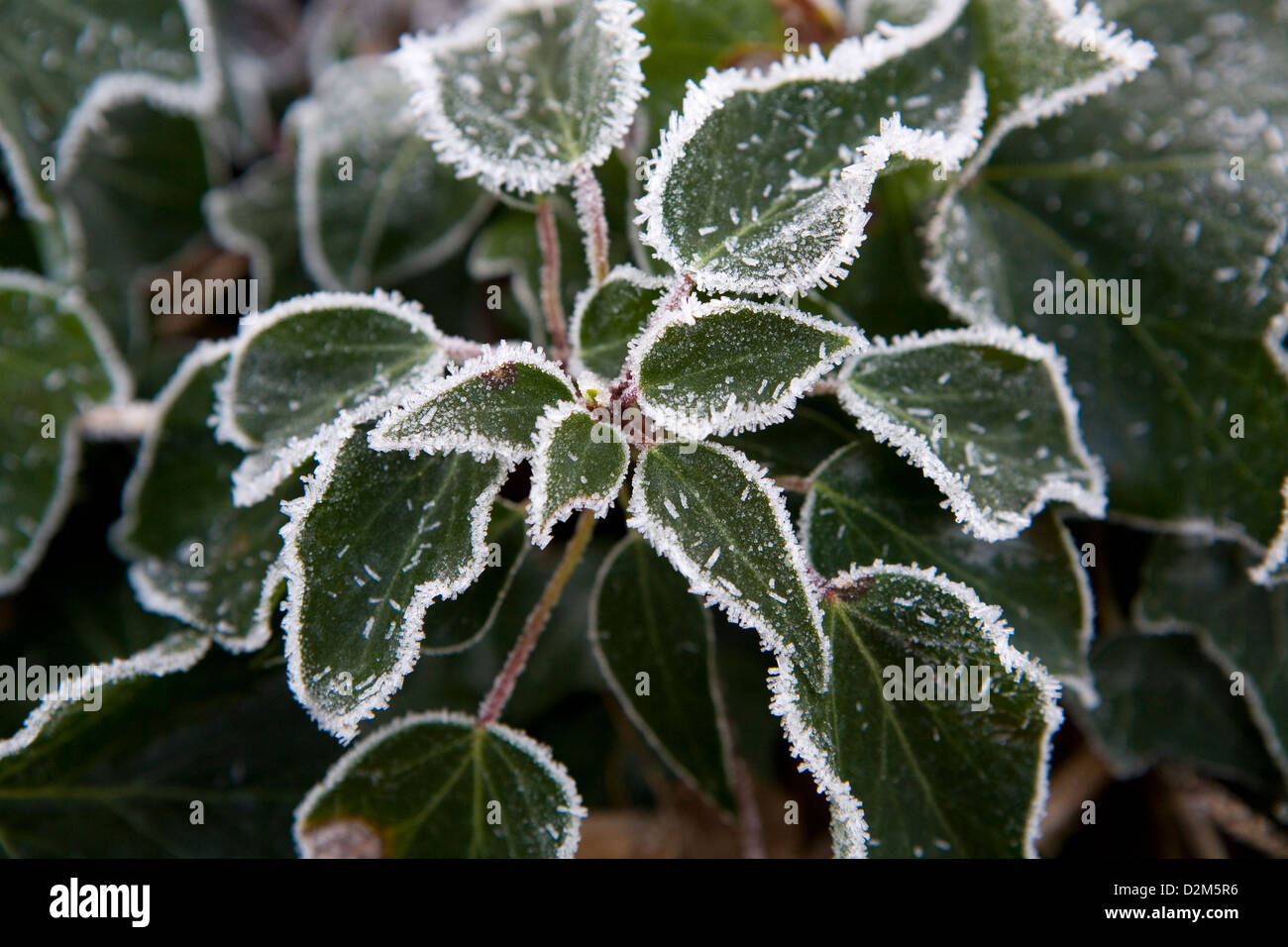 Strahlung Frost und Raureif oder Pruina Frost am Rande der Efeublätter (Hedera Helix). Stockfoto