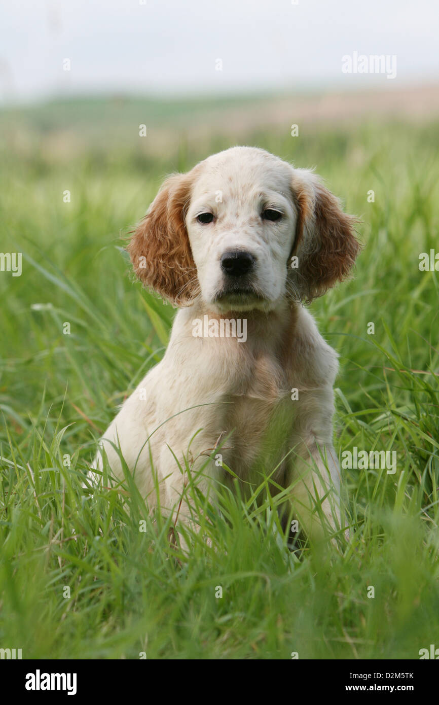 Hund Englisch Setter Welpen (orange Belton) sitzen auf einer Wiese Stockfoto