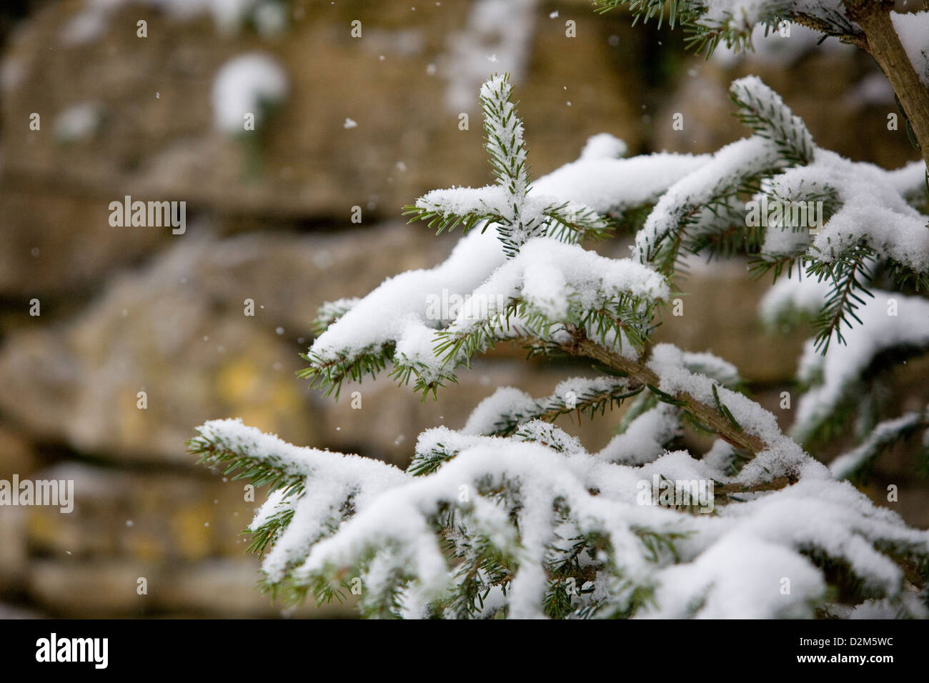 Schnee Flocken fallen auf Fichte (Picea Abies)-Weihnachtsbaum mit aus Fokus Cotswold steinerne Wand im Hintergrund. Stockfoto