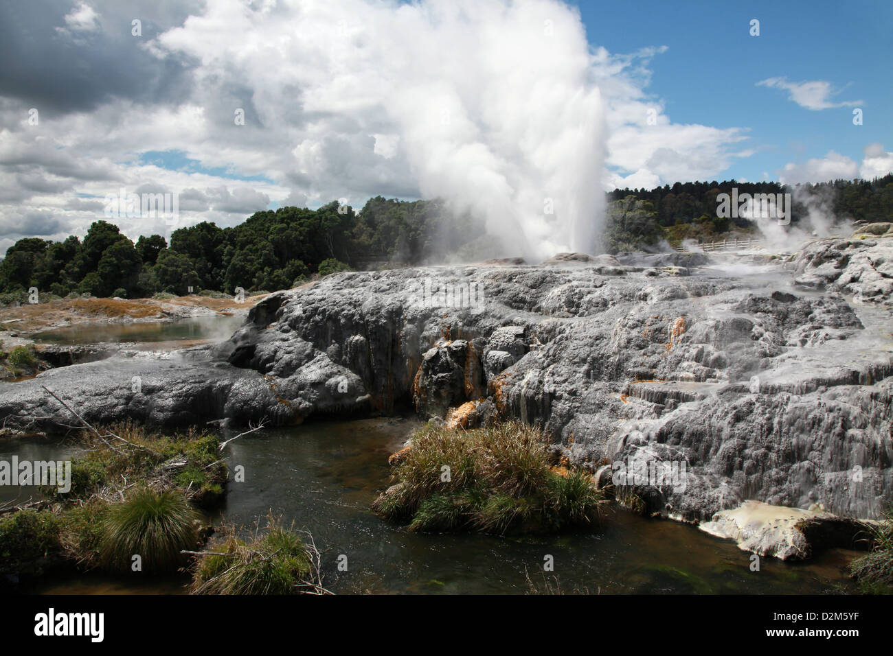 Aktive Geysire an dieses geothermische Site bei Rotorua spuckt aus Dampf und gas Stockfoto