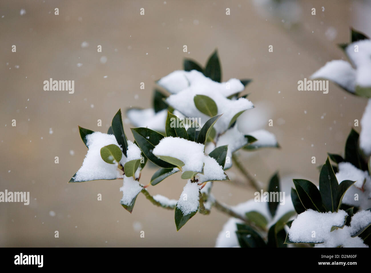 Stechpalme (Ilex Rotunda) mit Schnee auf Blätter, Schneeflocken fallen Gefangenen mit einer schnellen Verschlusszeit. Stockfoto