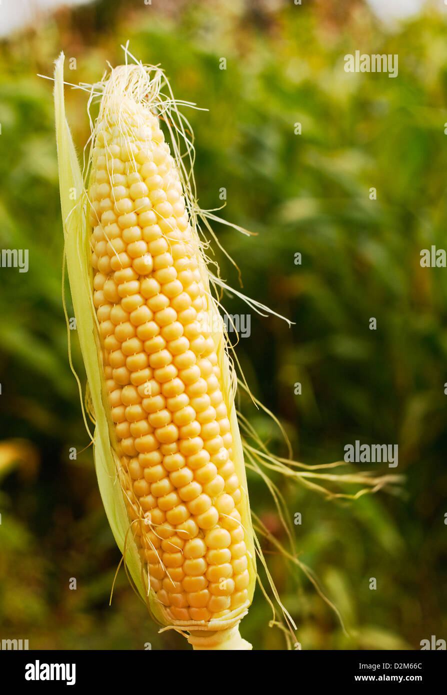 Ohr von Mais oder Mais eine beliebte Nutztier Futtermittel oder Futter jetzt oft gentechnisch für höhere Ausbeute. Stockfoto