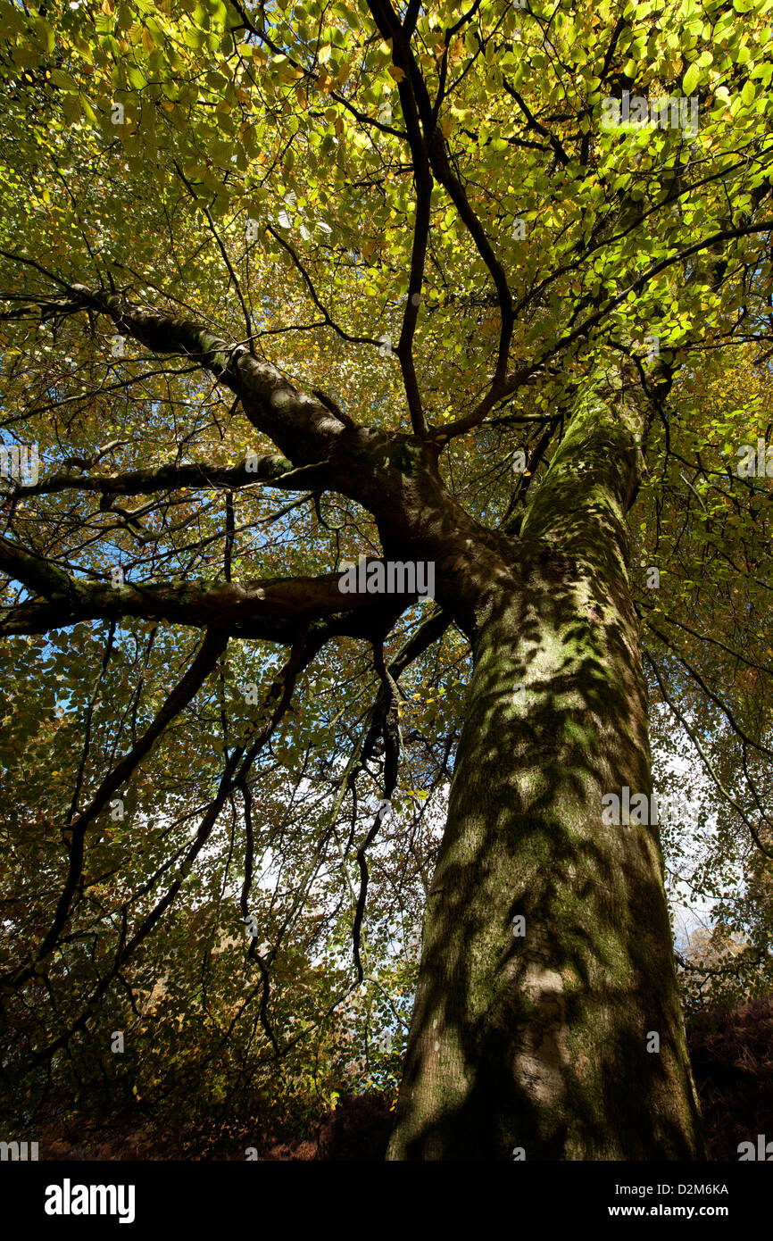 Buche Baum, Ornamental Drive, New Forest, Hampshire, England, UK. Stockfoto