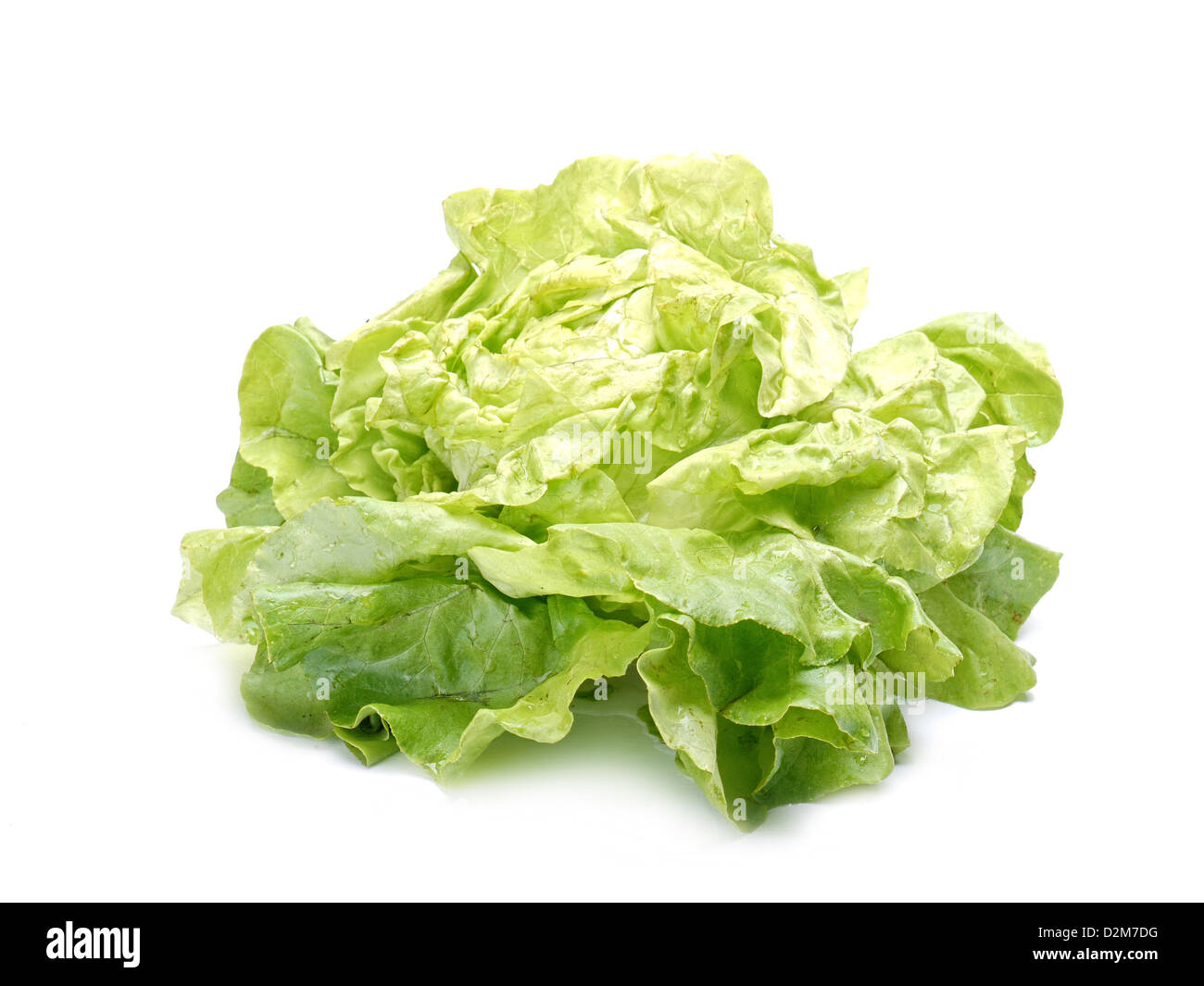 Frischer Salat auf weißem Hintergrund Stockfoto