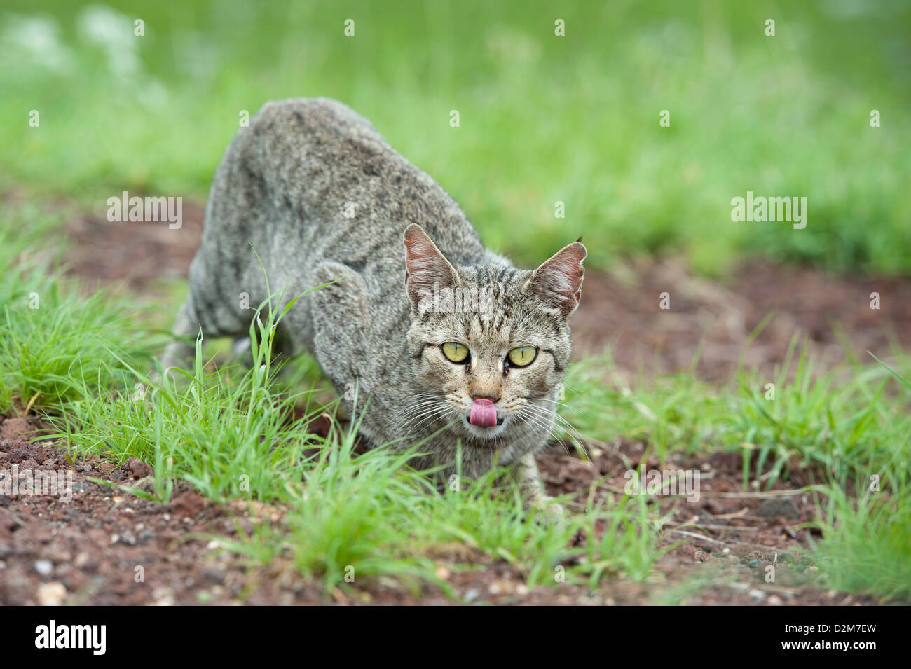 Afrikanische Wildkatze (Felis Silvestris Lybica), Amboseli Nationalpark, Kenia Stockfoto