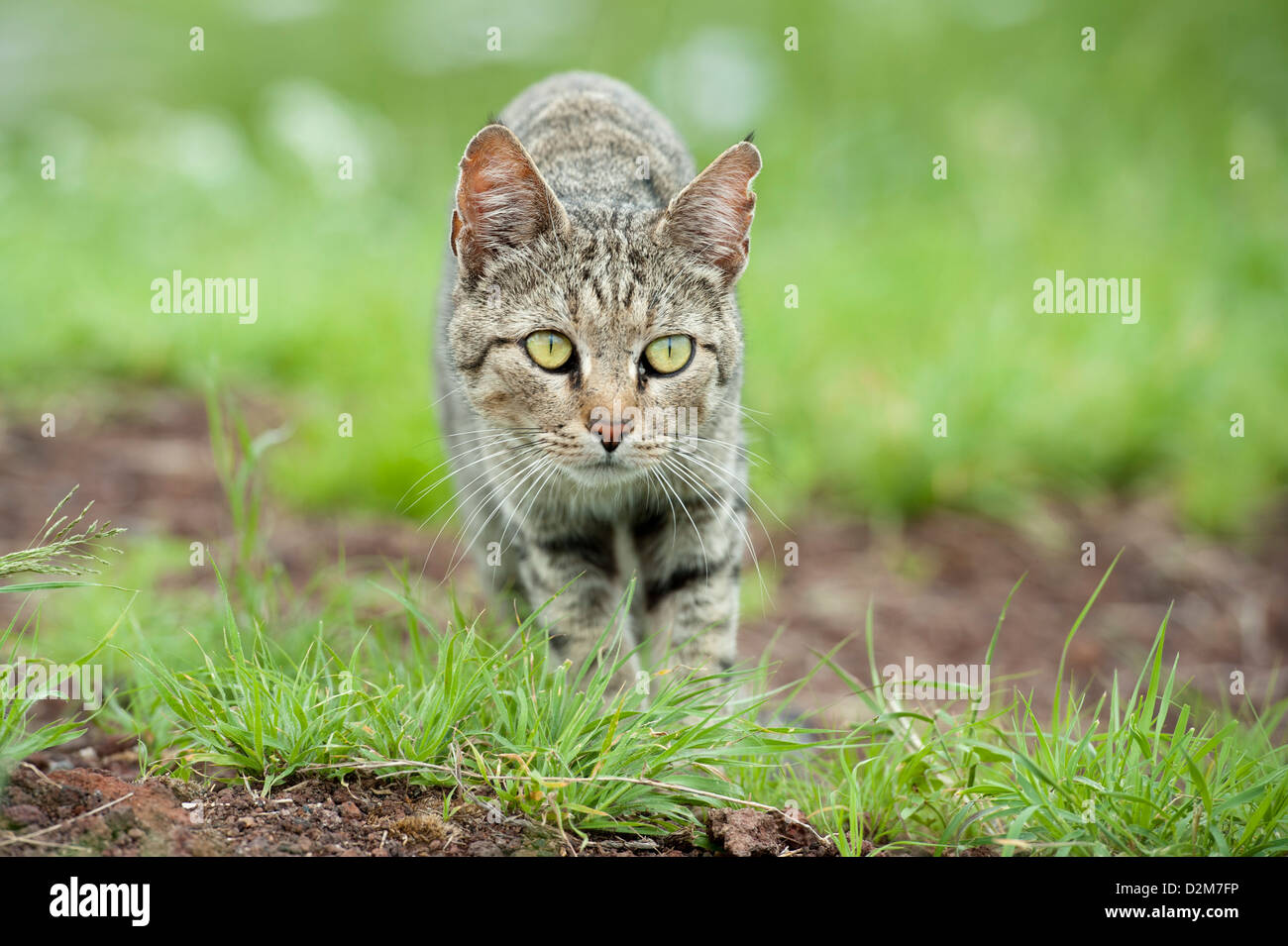 Afrikanische Wildkatze (Felis Silvestris Lybica), Amboseli Nationalpark, Kenia Stockfoto