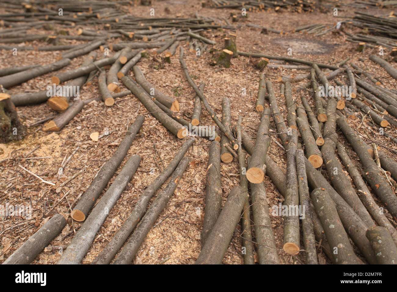 Buche nach unten zur Basis in einem Laubwald mit gefälltem Holz Streuung Vordergrund beschnitten Stockfoto