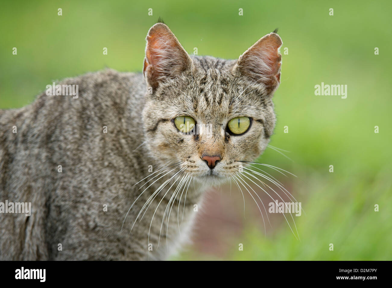 Afrikanische Wildkatze (Felis Silvestris Lybica), Amboseli Nationalpark, Kenia Stockfoto