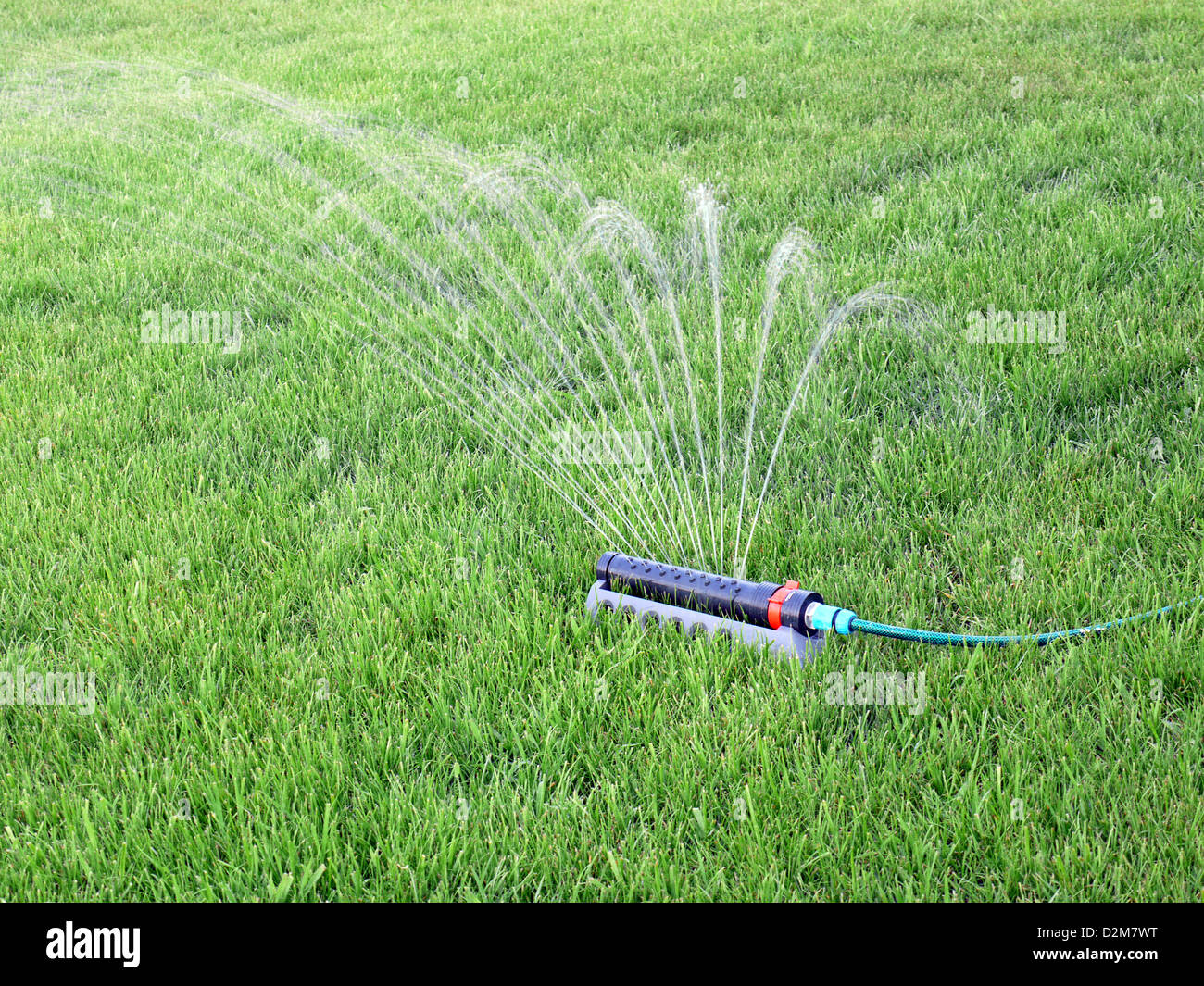Rasen wird durch Sprinkler bewässert Stockfoto