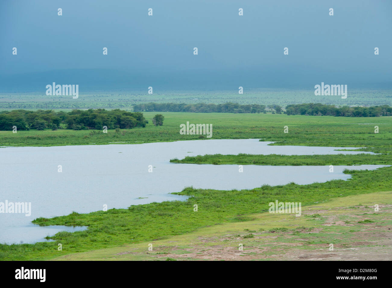 Marsh, Amboseli Nationalpark, Kenia Stockfoto