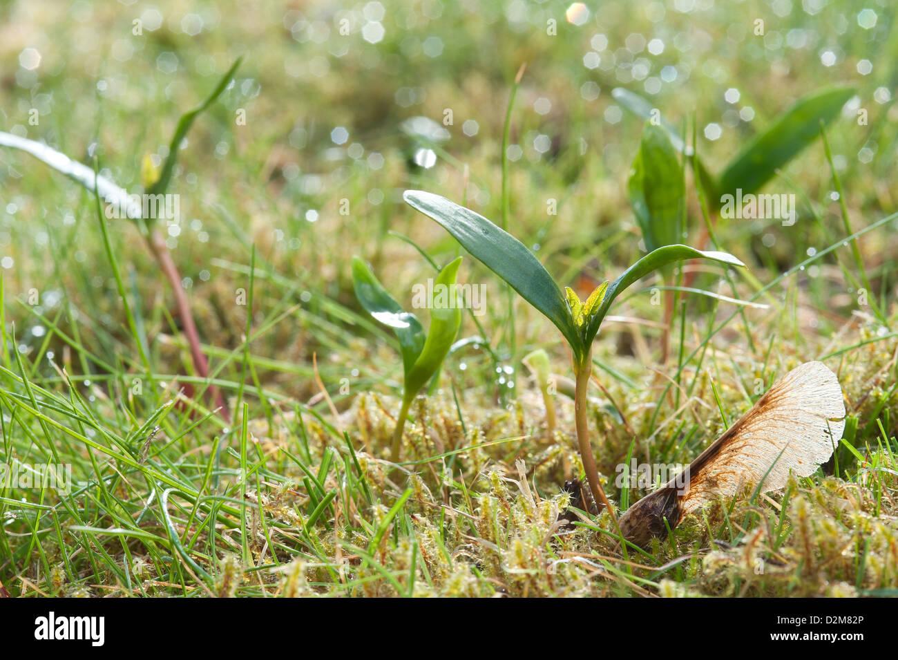 Sprießen Sie Neubildung von Wind geblasen Baum Samen Bergahorn in Morgen Tau Sämlinge unter Moos und besiedeln die Gegend Rasen Stockfoto