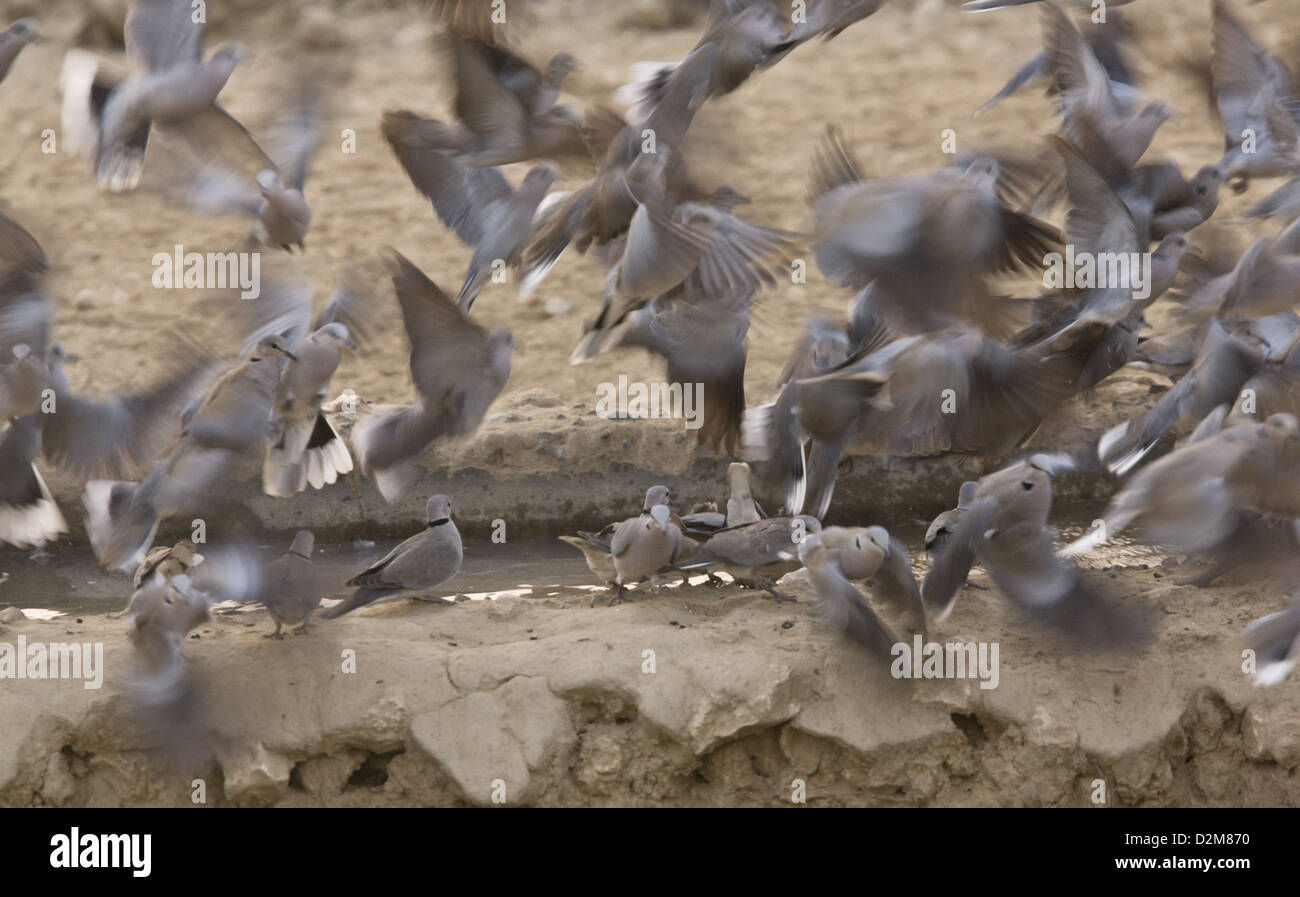 Ring-necked Tauben (Streptopelia Capicola) an einer Wasserstelle, Kalahari-Wüste, Südafrika Stockfoto