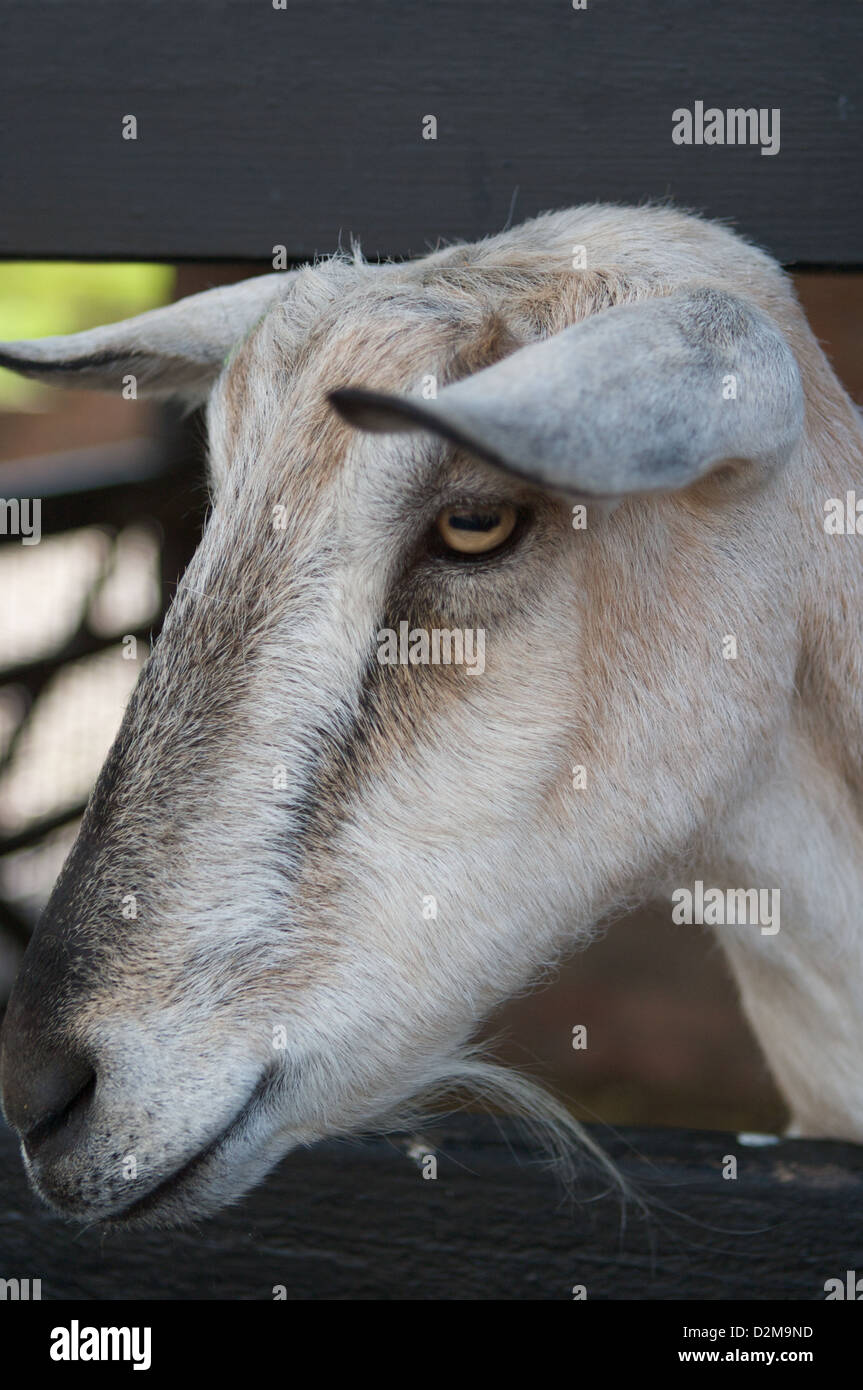 Ein Porträt von einem der vielen Ziegen, die in Cheshire Home Farm, Tatton Park, Leben Stockfoto