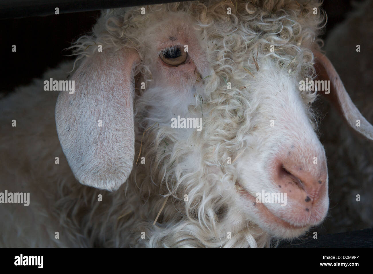 Ein Angora-Ziege, eines der viele seltene Rasse Bauernhof Tiere, die zu Hause, Bauernhof, Tatton Park, Knutsford, Cheshire Leben Stockfoto