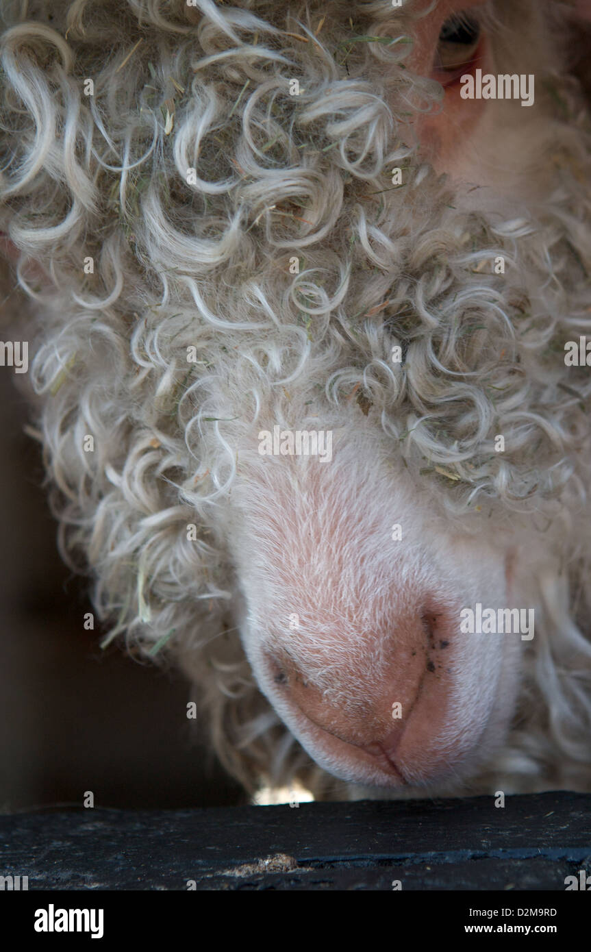 Ein Angora-Ziege, eines der viele seltene Rasse Bauernhof Tiere, die zu Hause, Bauernhof, Tatton Park, Knutsford, Cheshire Leben Stockfoto