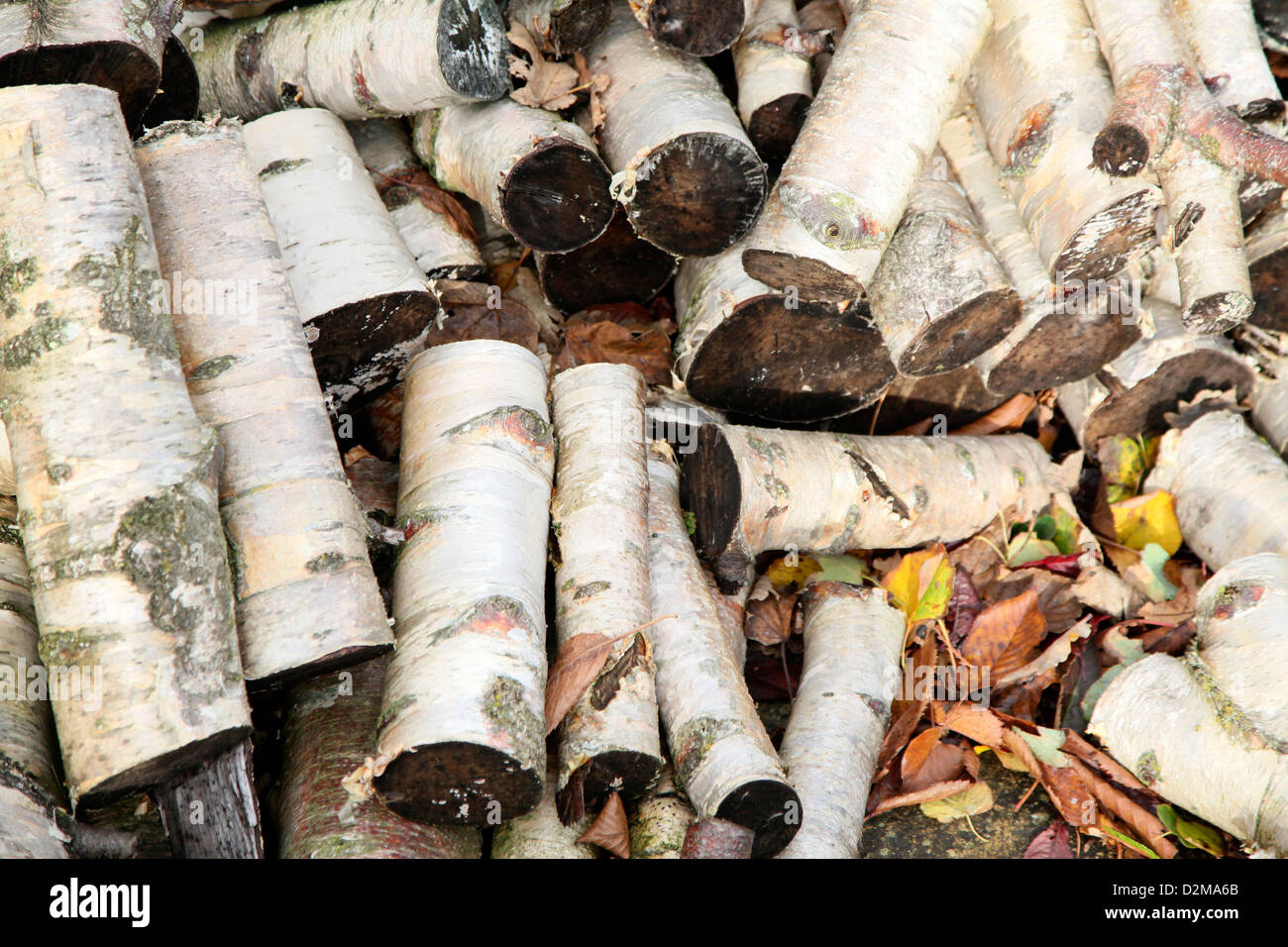 Ein großes Lager von geschnittenen Silver Birch meldet sich perfekt für ein Brüllen, gemütlich, Winter Feuer Stockfoto