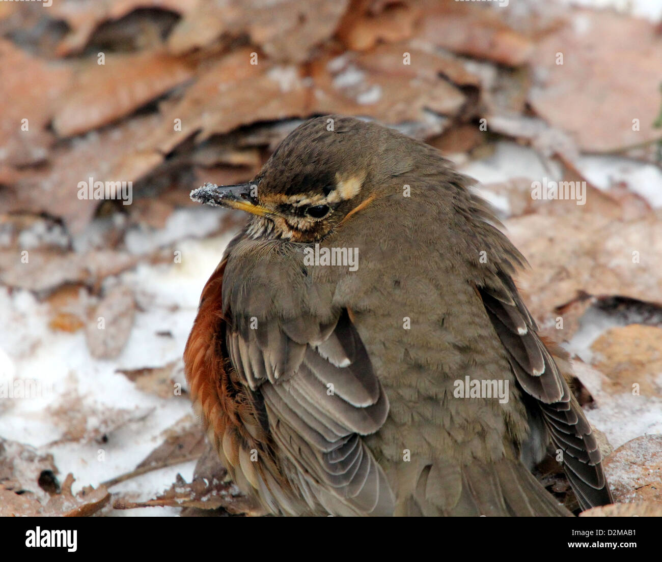 Super detaillierte Nahaufnahme von einer Rotdrossel (Turdus Iliacus) posiert auf dem Boden Stockfoto