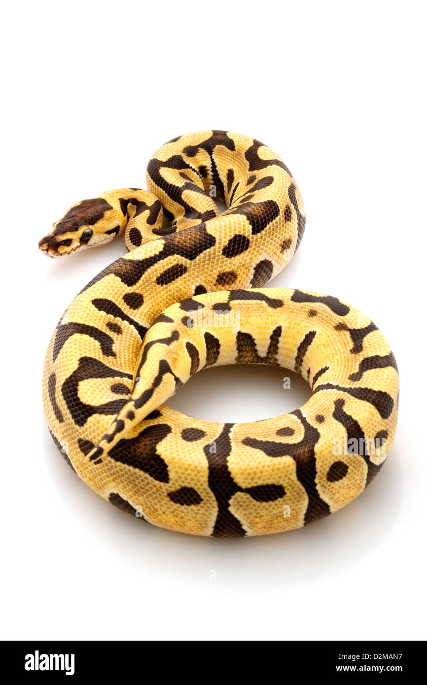 Königspython (Python Regius) isoliert auf weißem Hintergrund. Stockfoto