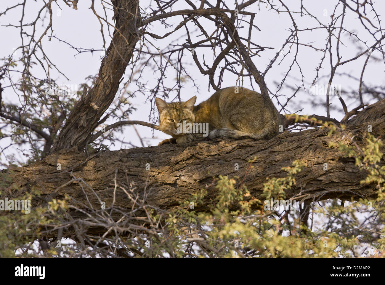 Afrikanische Wildkatze (Felis Lybica) in einem Dornenbaum in den Kgalagadi Transfrontier Park, Kalahari, Südafrika Stockfoto