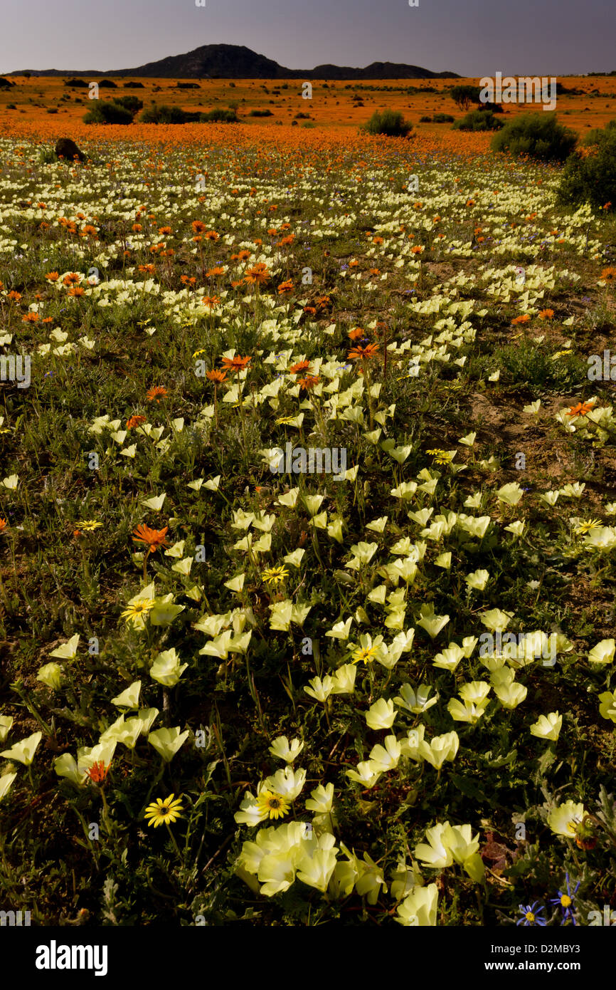 Spektakuläre Frühlingsblumen, vor allem Grielum Humifusum, Skilpad Nature Reserve, Namaqua Nationalparks, Namaqualand, Südafrika Stockfoto