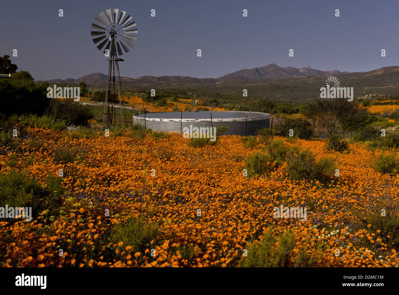Wind-Pumpe unter Orange Daisies (Ursinia Cakilefolia) in Skilpad Reserve, Namaqua Nationalparks, Namaqua Wüste, Südafrika Stockfoto