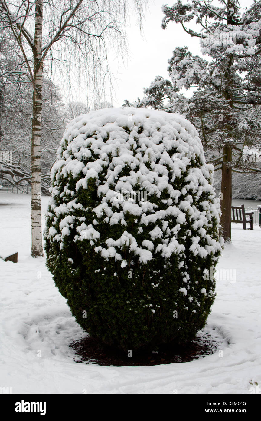 Eibe Busch, Taxus Baccata, im Winter mit Schnee Stockfotografie - Alamy