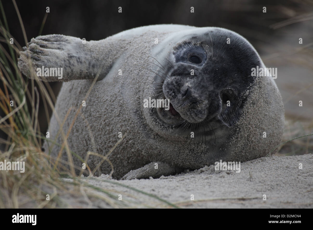 Eine juvenile Kegelrobben Halichoerus Grypus in den Sanddünen von Helgoland, Nordsee Stockfoto