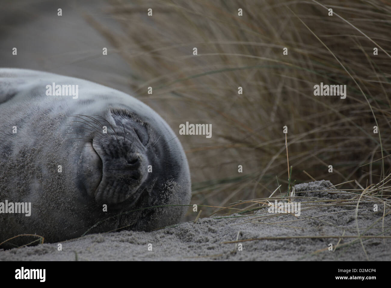 Eine juvenile Kegelrobben Halichoerus Grypus, schlafen in den Sanddünen von Helgoland, Nordsee Stockfoto