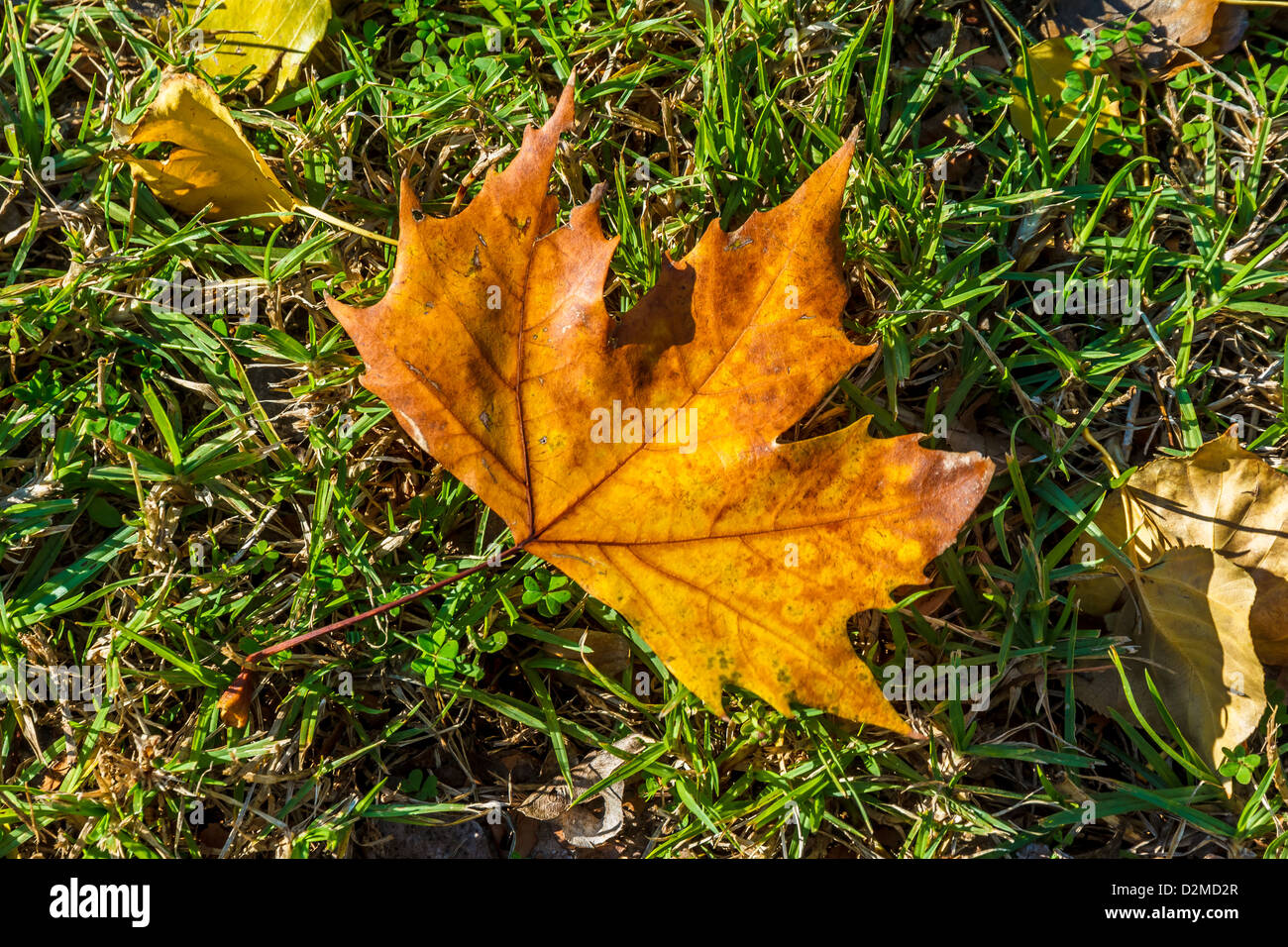 Nahaufnahme eines bunten Flugzeug Blattes auf dem Rasen im Herbst Stockfoto