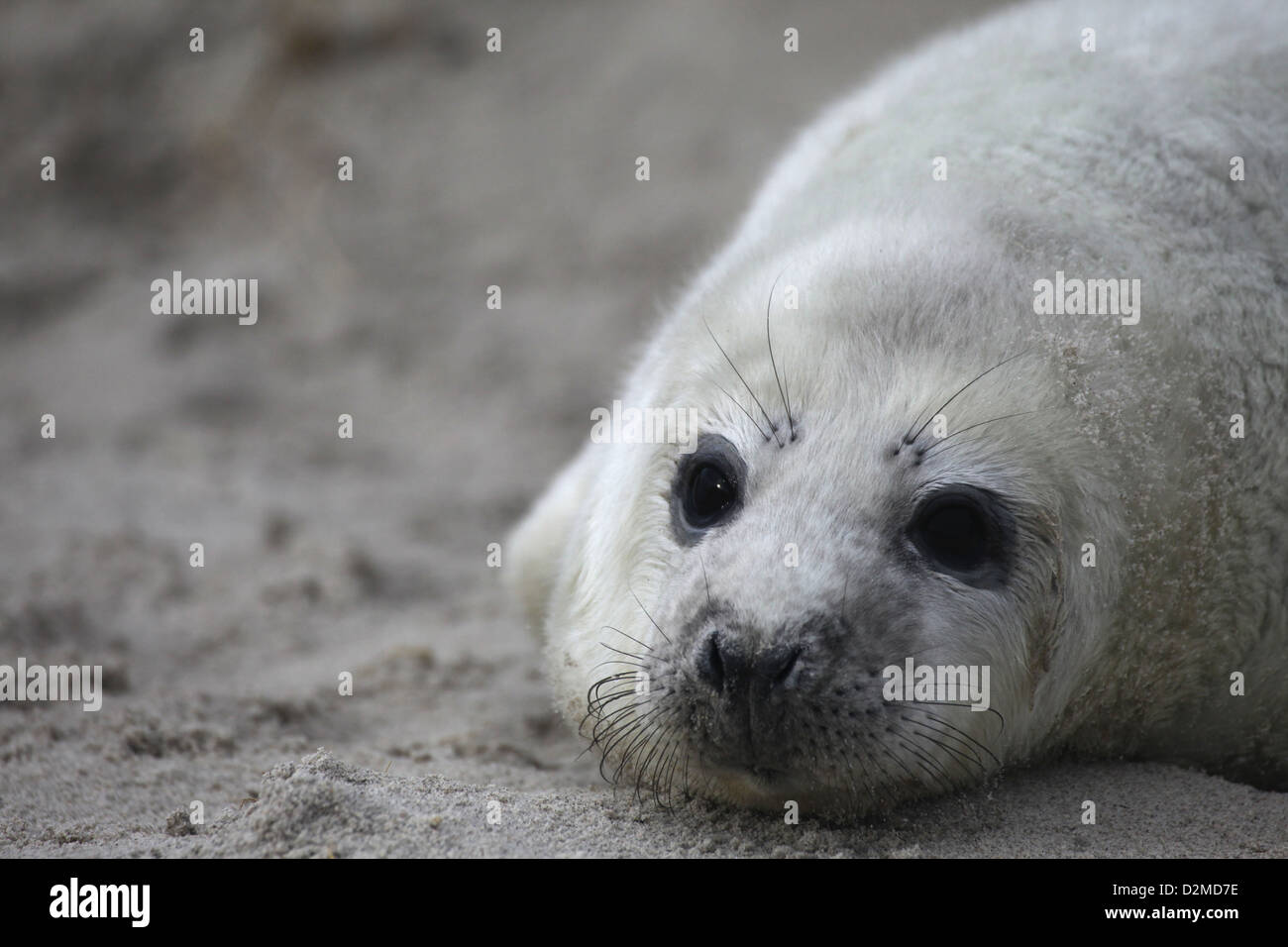 Weiße grau seal Pup Halichoerus Grypus, liegend in den Sanddünen von Helgoland, Nordsee Stockfoto