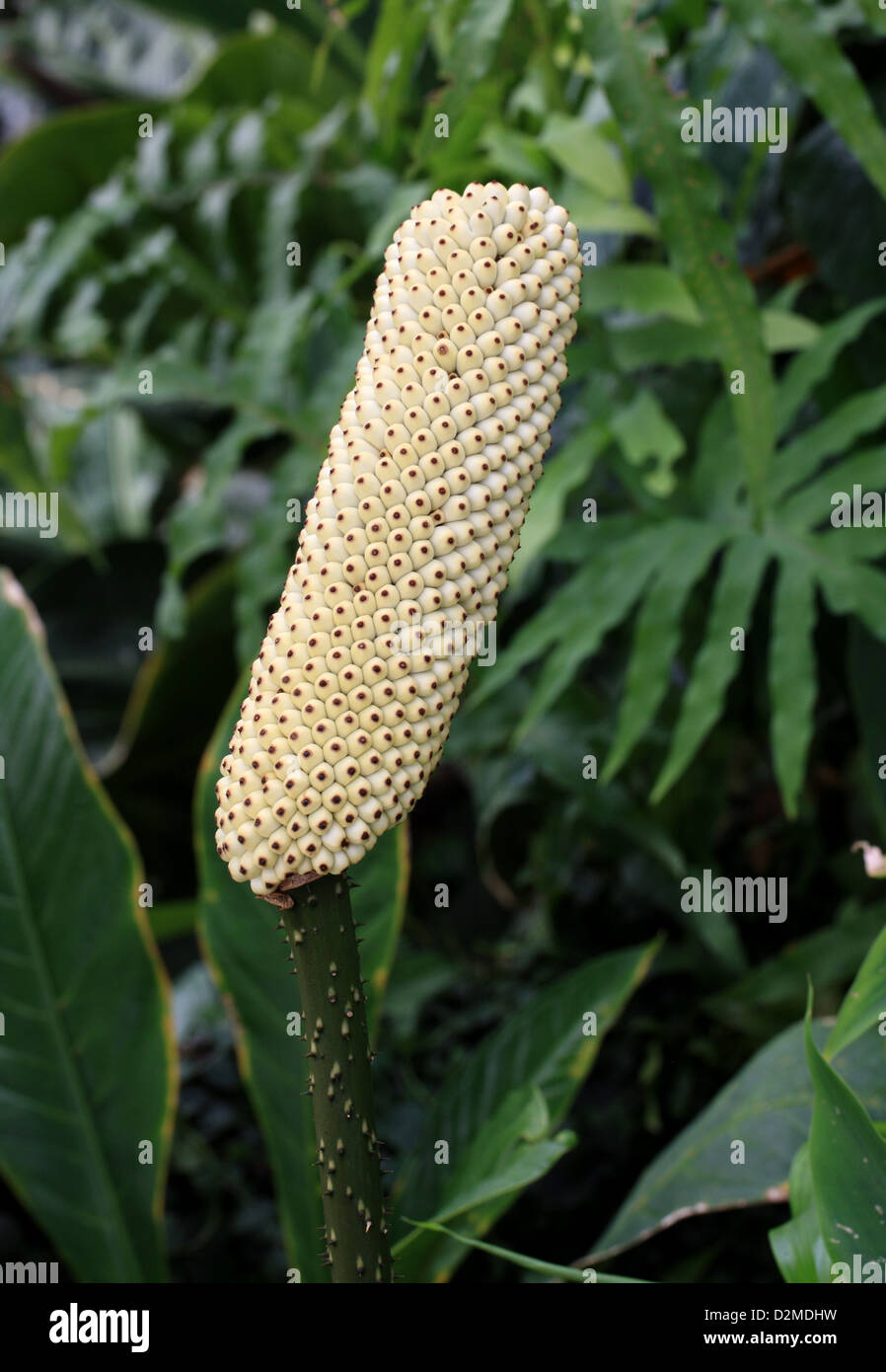 Anchomanes mitnehmen, Aronstabgewächse. Tropisches Afrika.  Syn. A. Dubius, A. Hookeri, A. Obtusus, A. Petiolatus, Amorphophallus mitnehmen Stockfoto