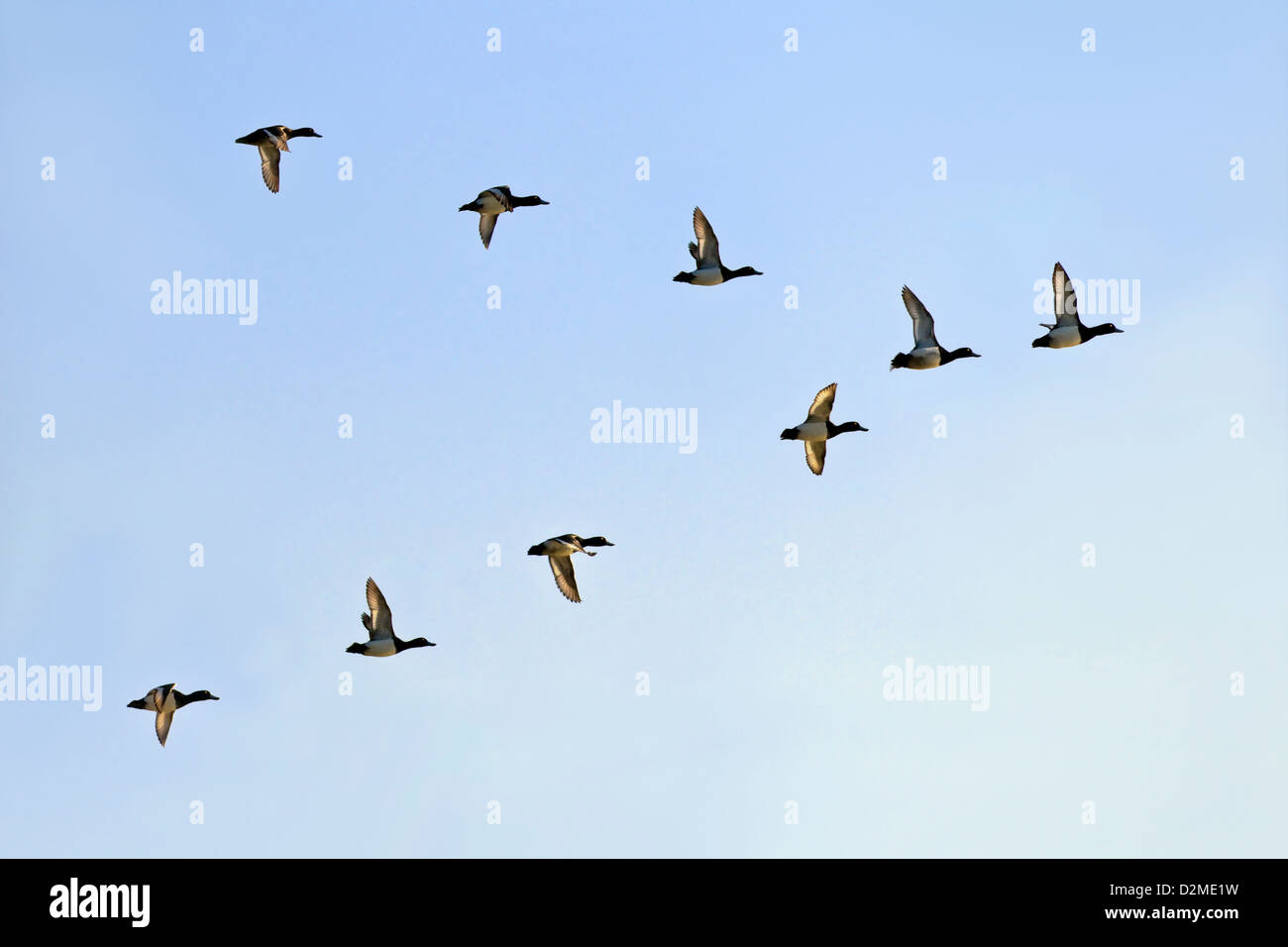 Eine kleine Herde von Scaup fliegen in ein 'V'-Formation mit lichtdurchfluteten Flügeln vor blauem Himmel Stockfoto