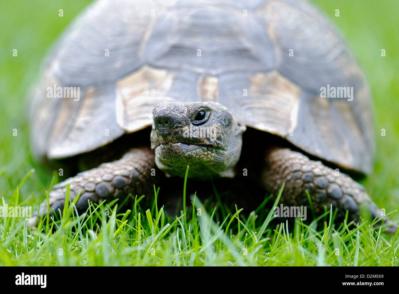 Auf schildpatt Fotos und Bildmaterial in hoher Auflösung Alamy