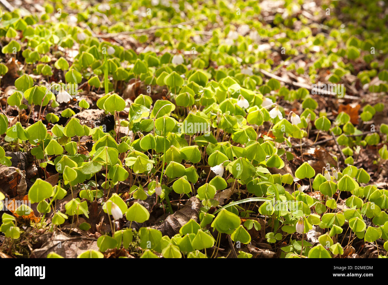 Sauerklee eine zarte niedrig wachsende Pflanze auf Waldboden hellgrün Blätter aussehen sehr ähnlich zu shamrock Stockfoto