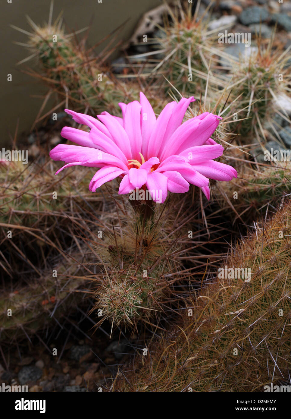 Kaktus, Echinocereus Brandegeei, Cactaceae. Nord-West-Mexiko. Stockfoto