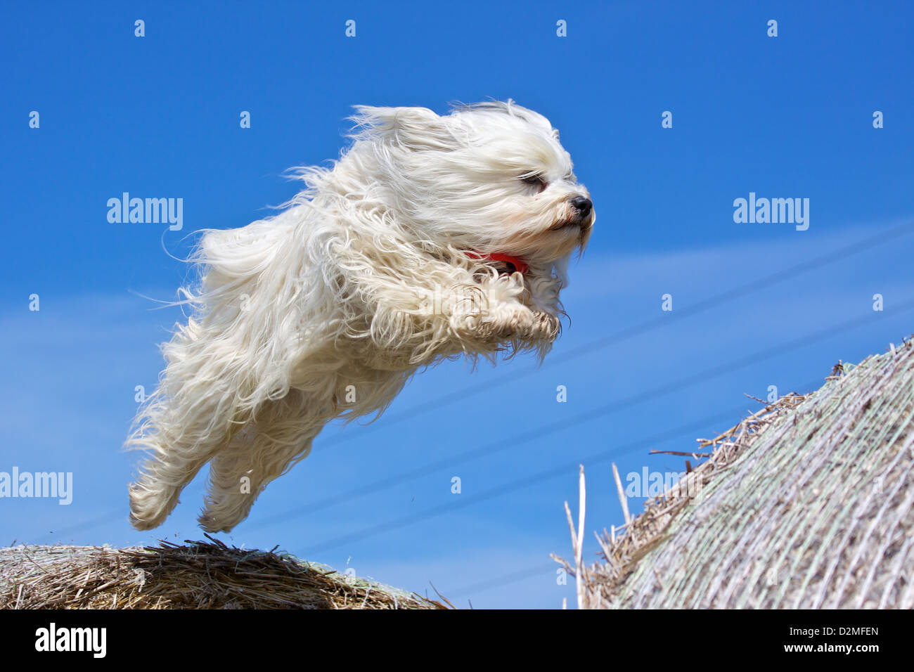 Ein Hund springt von einem zum anderen Strohballen Strohballen, das Ganze vor einem strahlend blauen Himmel. Stockfoto