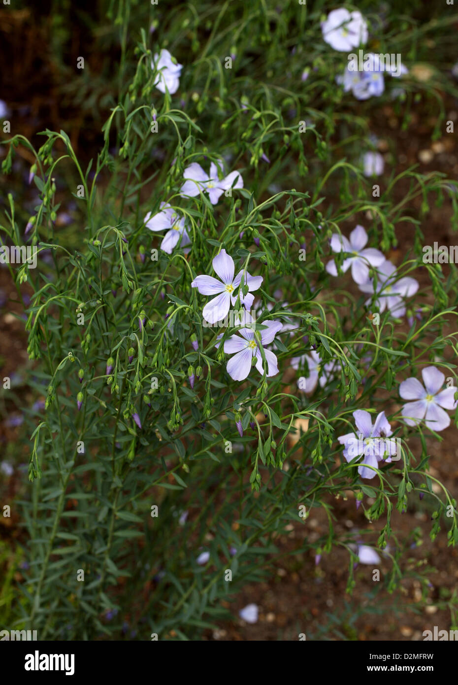 Flachs, gemeinsame Flachs oder Leinsamen, Linum Usitatissimum, Leingewächse. Mittelmeer und Westeuropa. Stockfoto