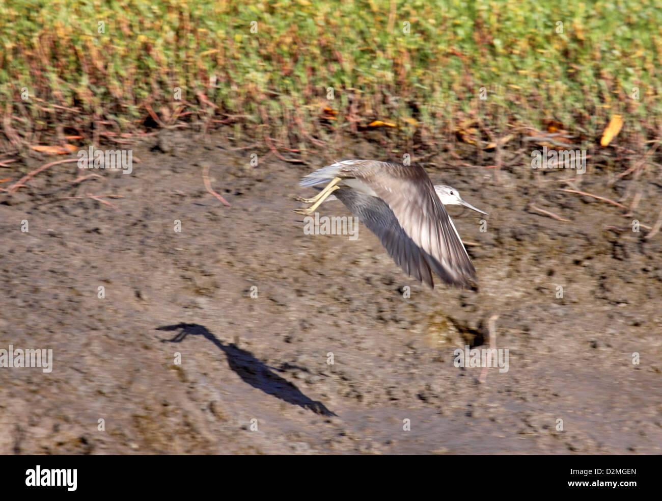 Flussuferläufer fliegen in Gambia Stockfoto