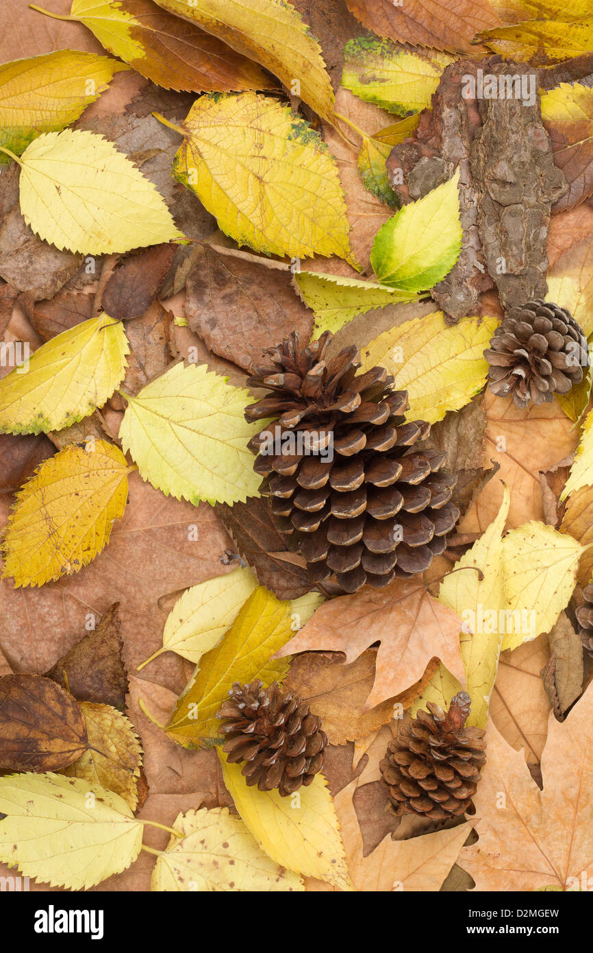 Haufen von Blättern Stockfoto