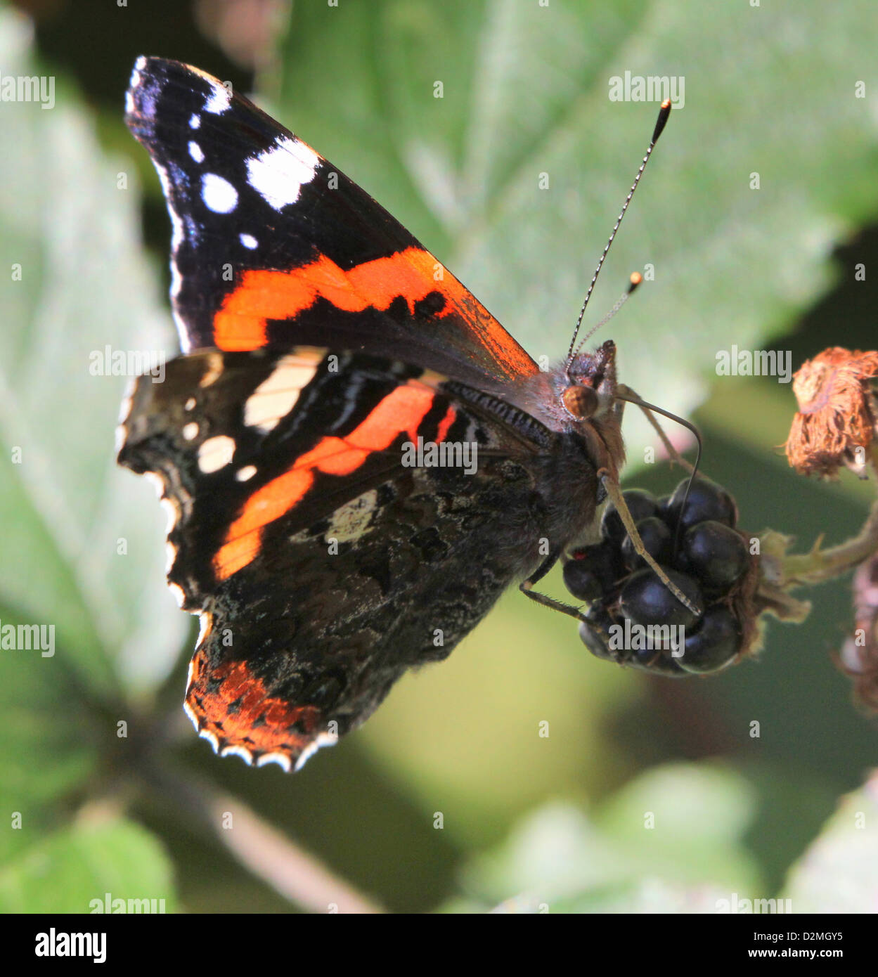 Butterfly Red Admiral (Vanessa Atalanta) auf einem Blackberry Stockfoto